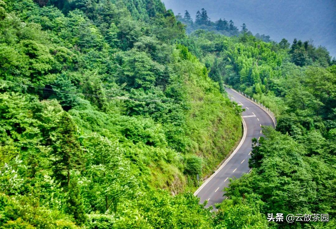 云放茶园深度解析,云放茶园最新视频