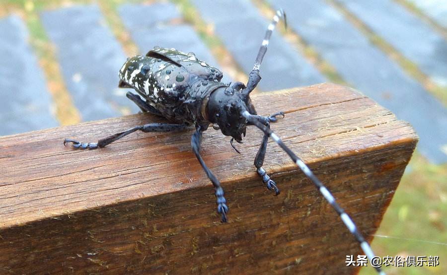 农村最常见的三种害虫,在农村有哪些害虫