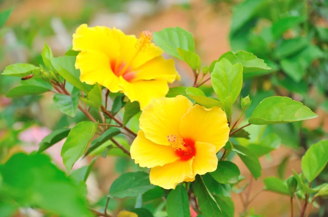 100种常见观叶植物图鉴史上最全,农村常见的100种植物