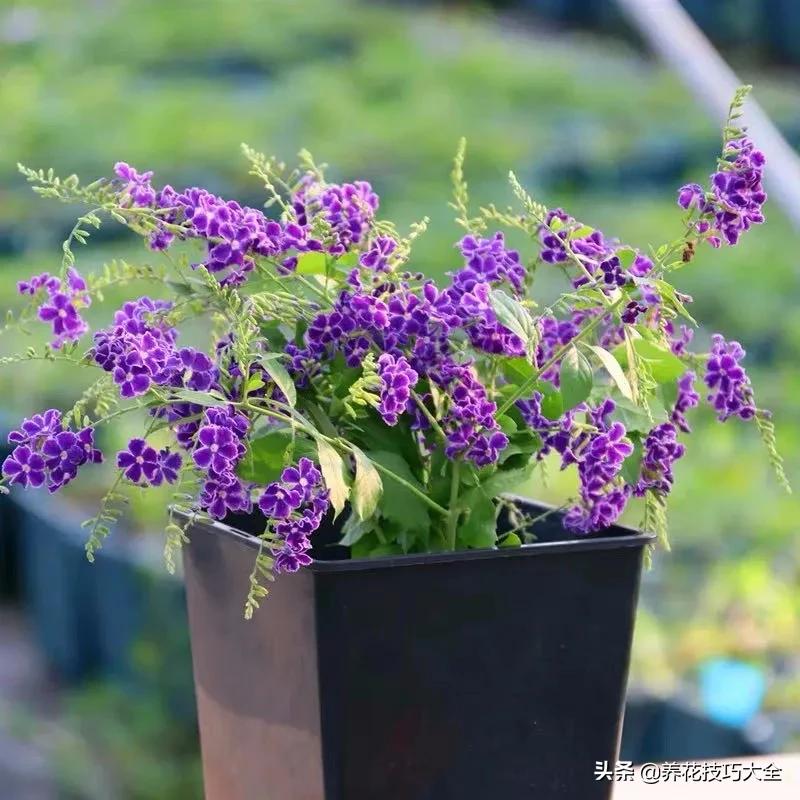 什么品种的香水花最好养,10种最香的香水花