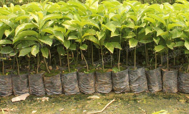 便宜又好种的小苗,便宜苗子