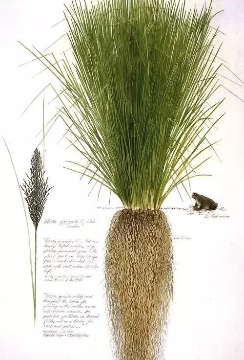 香奈儿珍藏系列梧桐影木淡香水,香奈儿梧桐影木香水适合女性吗