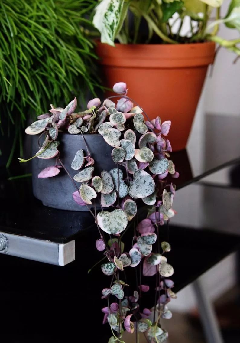 才买的爱之蔓锦要移盆吗,爱之蔓锦的繁殖方法