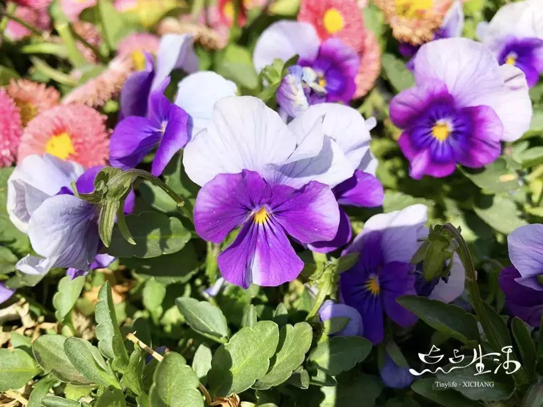 西昌春天一定不能错过的美景,不来黄山你永远不知道有多美