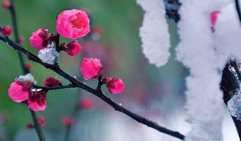 袁明忠|雪压梅枝梅压雪双铺锦地锦铺双(原创回文诗20组)