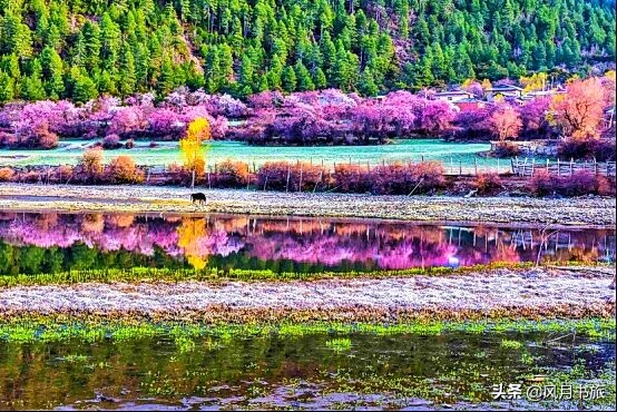 成都出发林芝旅游攻略图,金川梨花节自驾游五日线路图