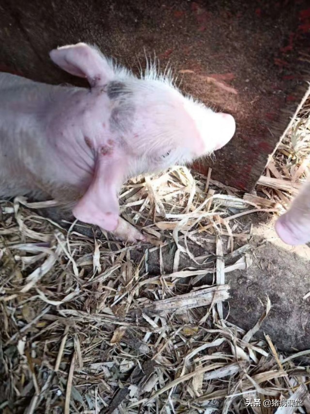 小猪黑紫色斑点是什么病,小猪皮肤起黑斑是什么病