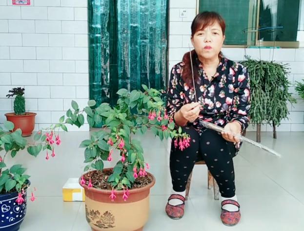 倒挂*钟金**招飞虫?花姐给你说一招,驱虫、养护两不耽误