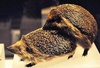 小刺猬奏鸣曲2,小刺猬奏鸣曲钢琴曲