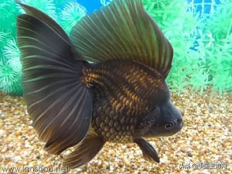 那些企图拿尾巴征服世界的金鱼们