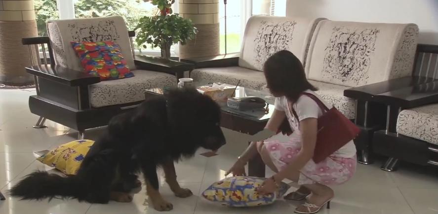 主人想把狗安乐死,主人选择抛弃狗狗