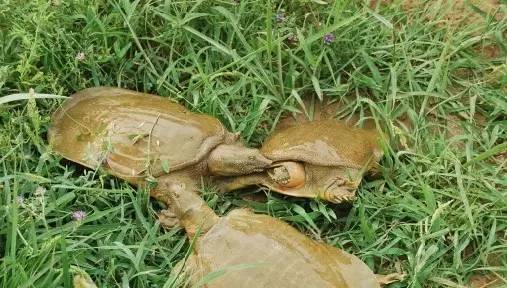 在家饲养小甲鱼的正确方法,家庭鱼池如何养小甲鱼