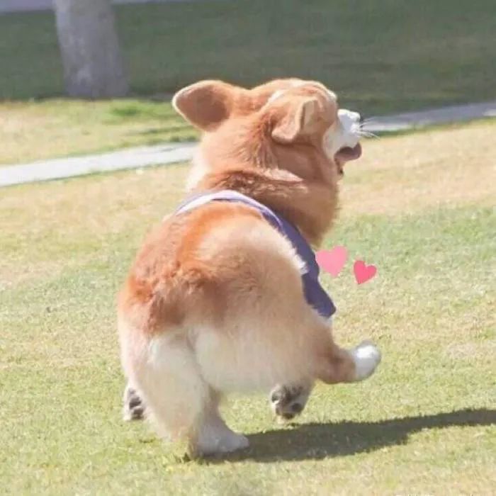 带狗狗回老家过年需要注意什么,带狗狗回家需要准备什么