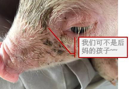 母猪奶水少快速解决方法,母猪奶水少怎么办呀