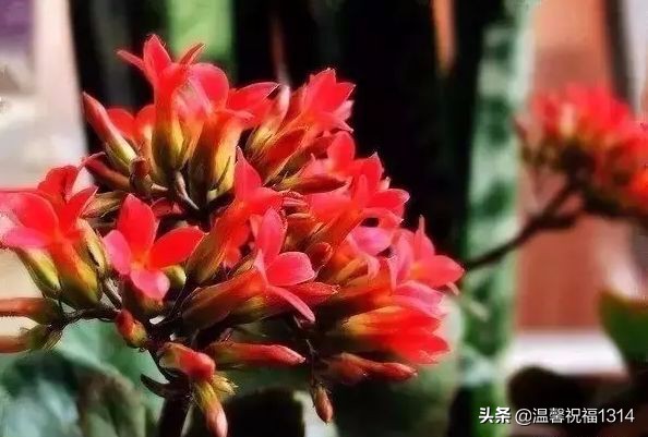 长寿花母亲节,母亲节长寿花视频