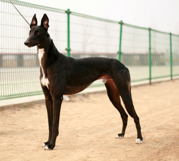 灵缇犬纯种有什么特征,灵缇高级猎犬需要会什么技能