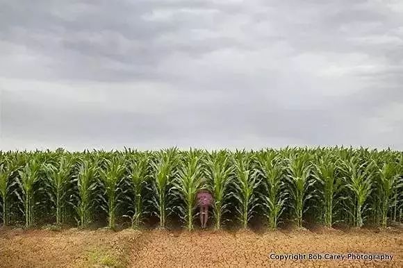 穿着15年的蓬蓬裙的中年男人,粉色蓬蓬裙穿了14年