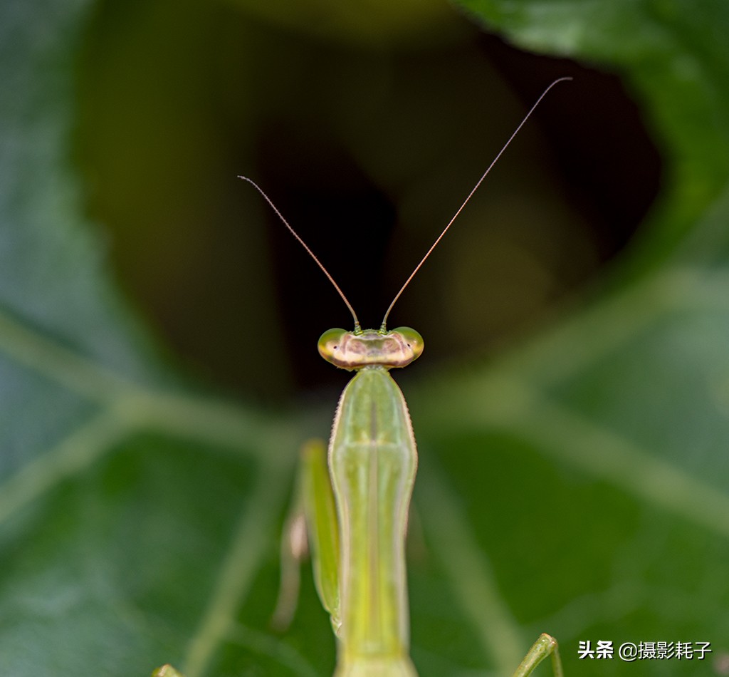 引以为傲的螳螂,勇敢的螳螂