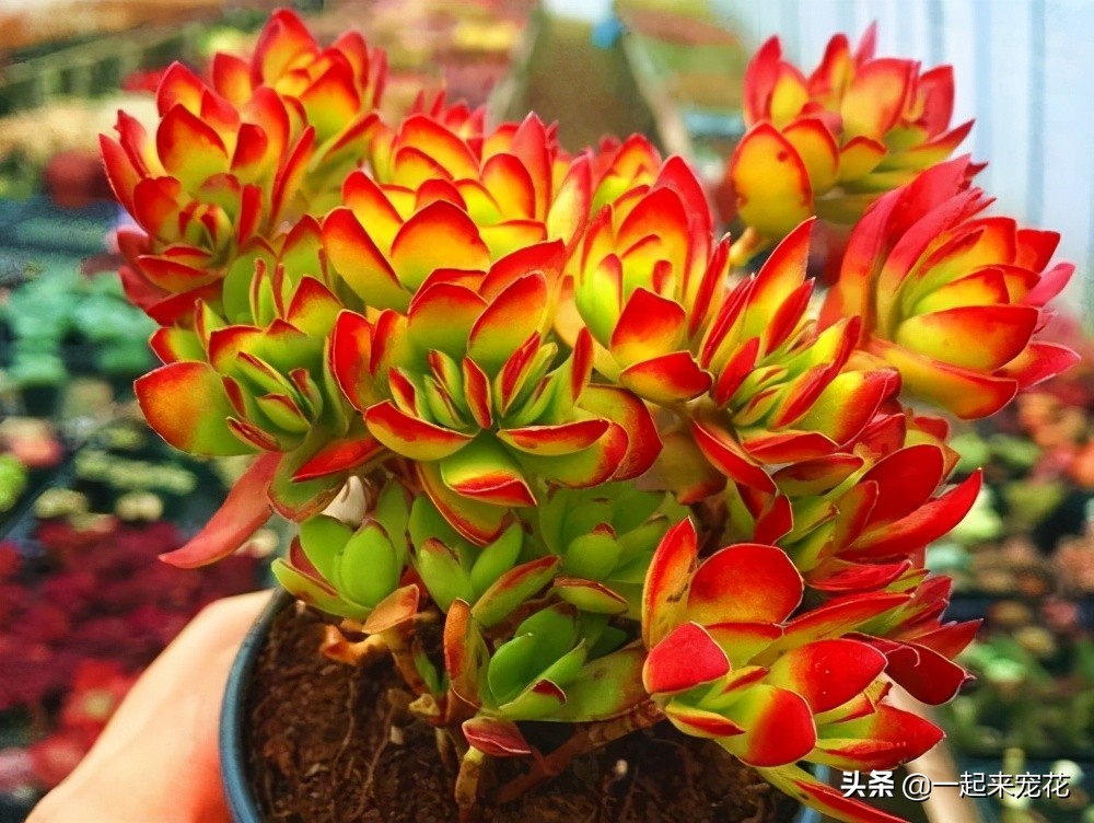 小天狗天狗之舞多肉区别,多肉小天狗跟天狗之舞的区别