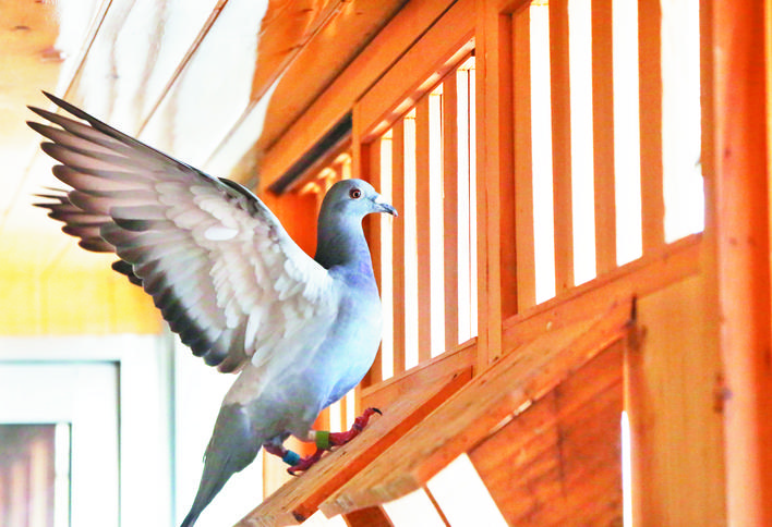 忻州高手：“鸽痴”周俏龙