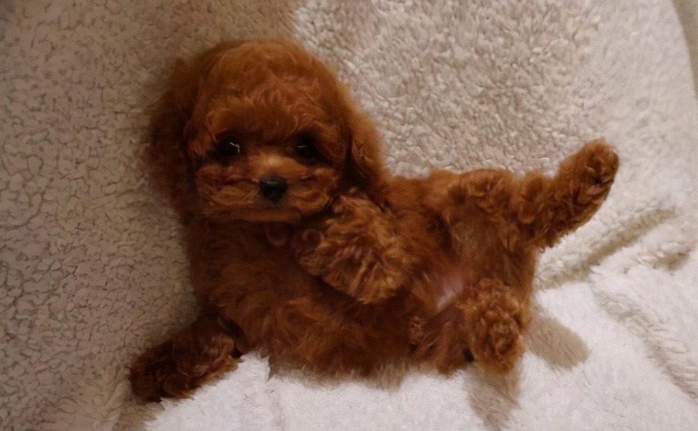 公泰迪绝育后还会有分泌物,公泰迪什么时候做绝育