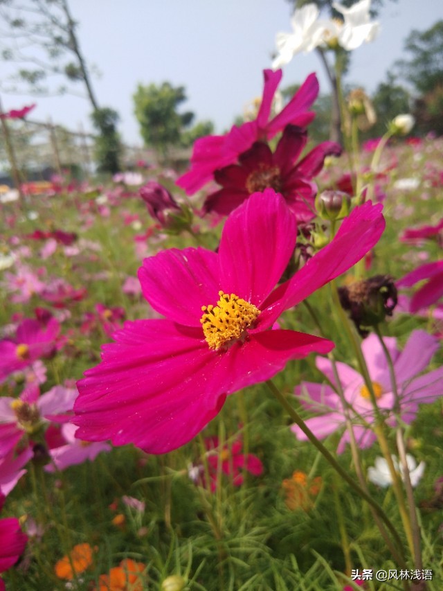 宜昌枝江同心花海步步升景点,枝江同心花海附近好玩的地方