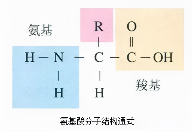 氨基酸是什么有什么用,氨基酸葡萄糖钙骨素的功效和作用