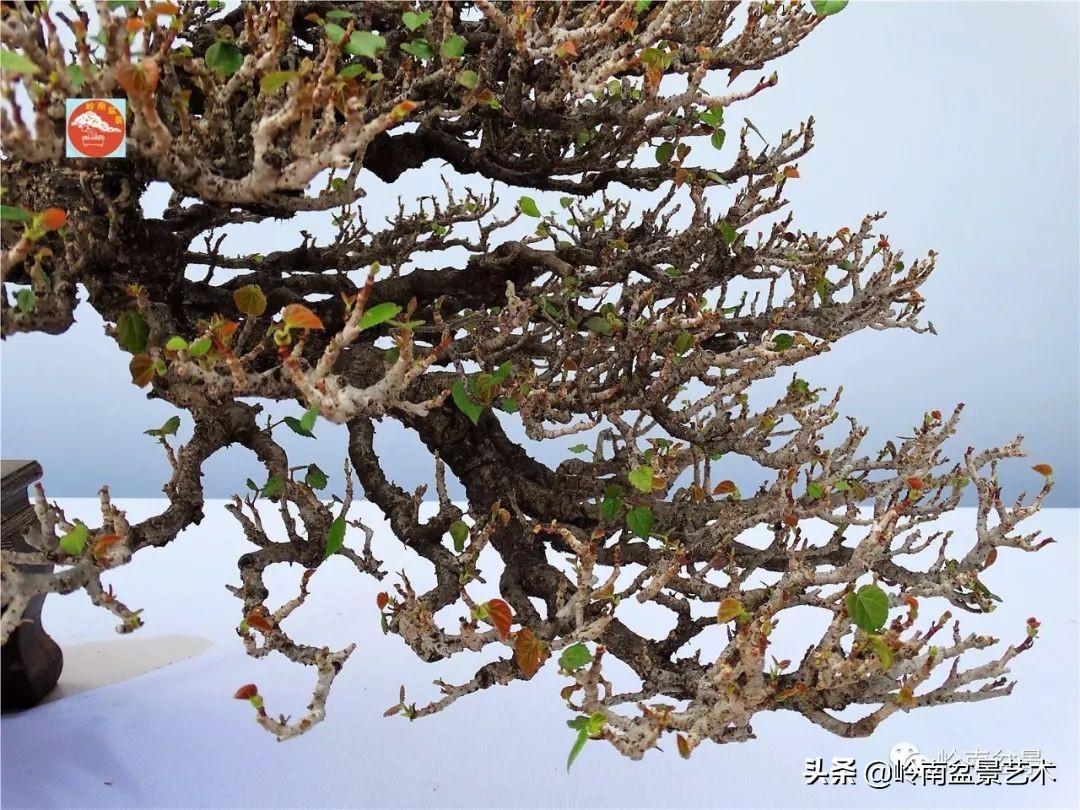 文人杂木盆景精品欣赏,可以做盆景的杂木图片大全