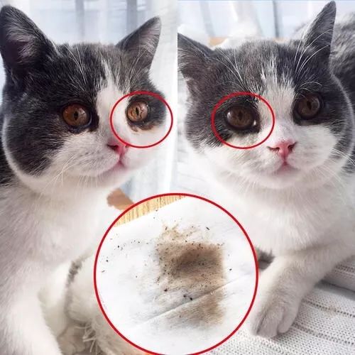 猫鼻支的症状和治疗方法,猫鼻支的症状及治疗方法