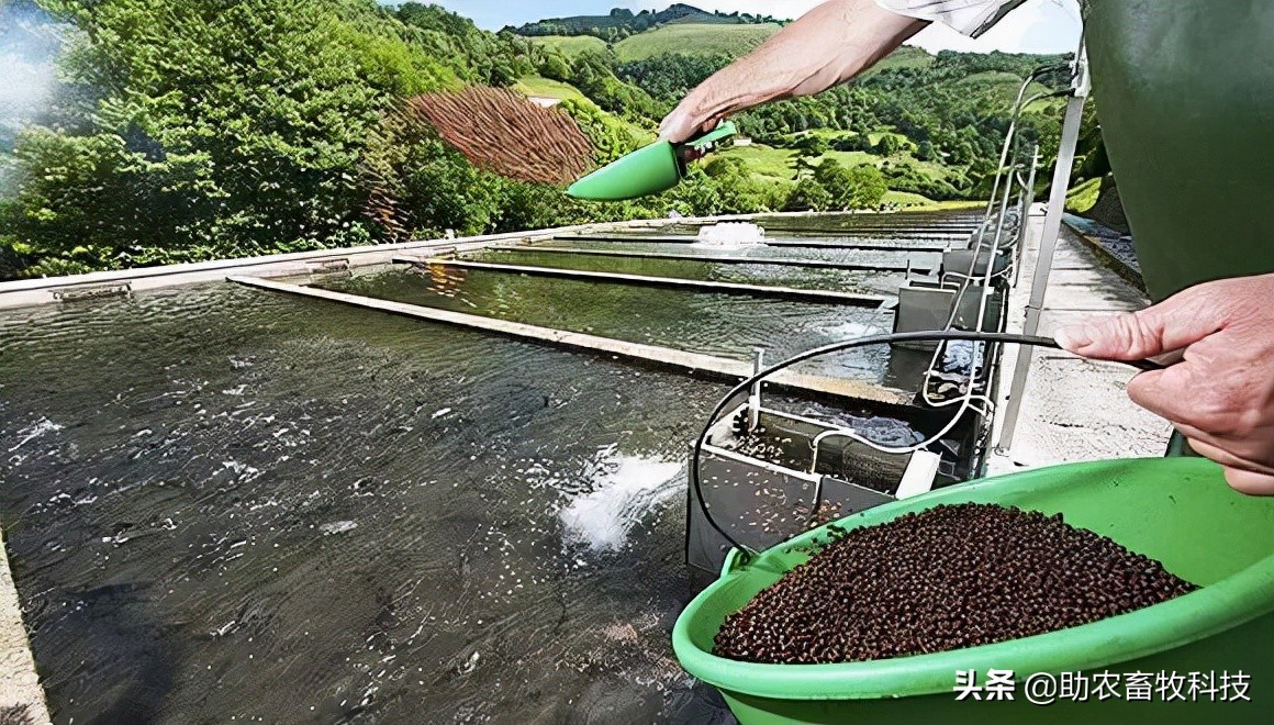 污水池长绿藻怎么办,污水处理池长青苔怎么处理