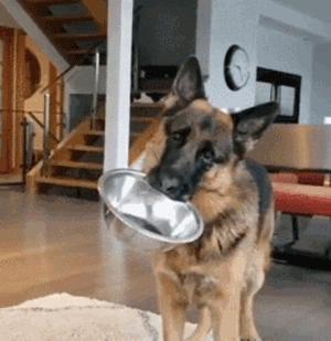 德国牧羊犬凶悍,德国牧羊犬高大威猛