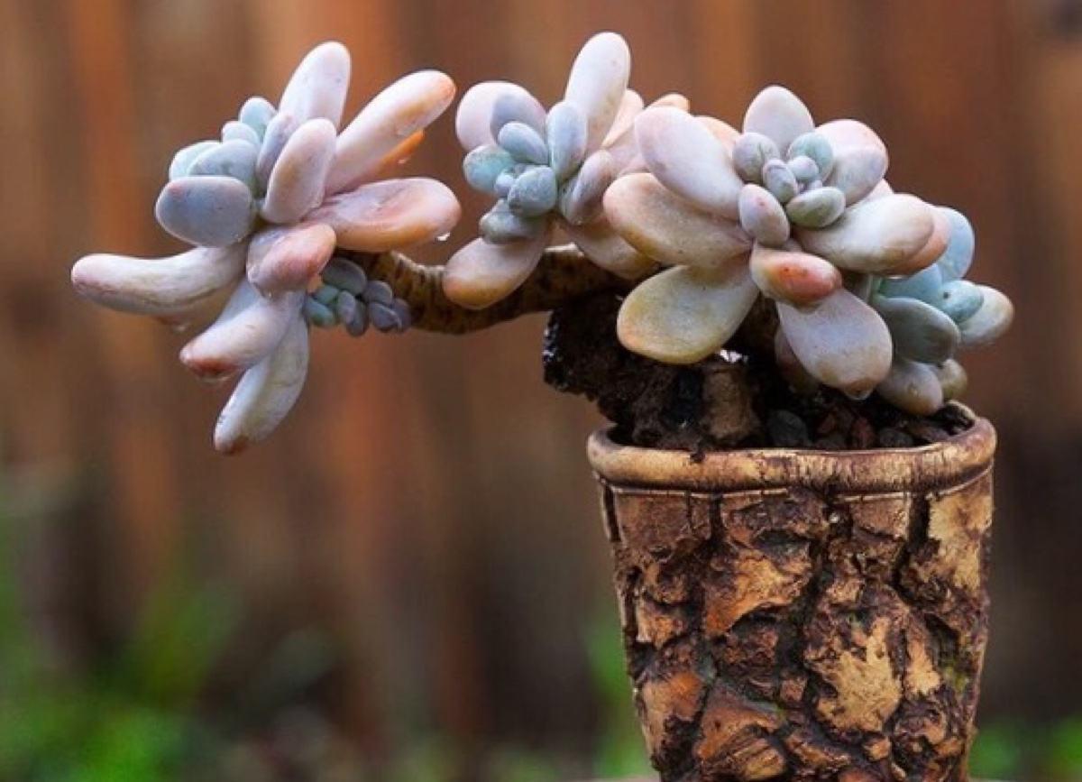 多肉蒂亚变黄了是什么原因,多肉变白了怎么补救