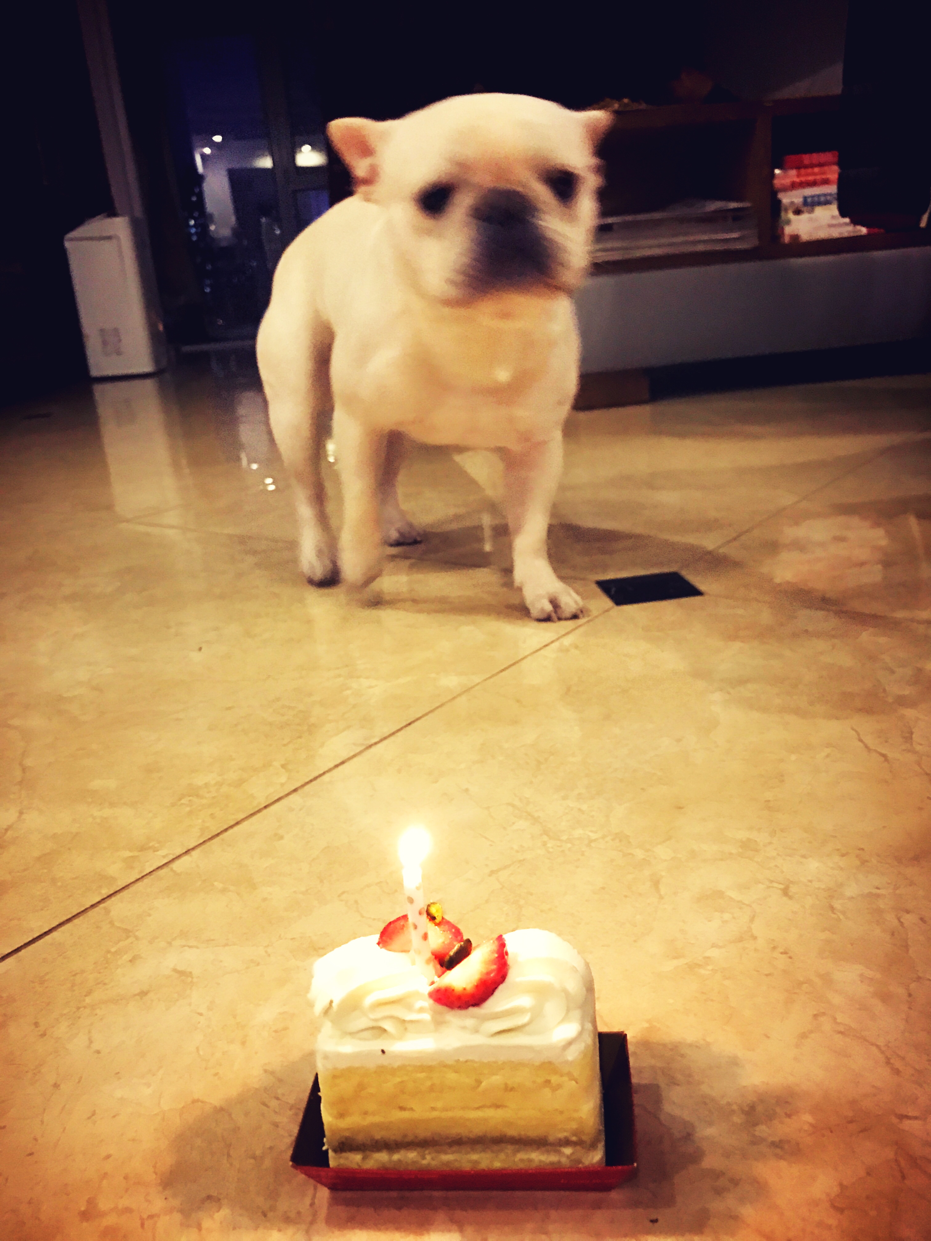 孕期可以养狗狗吗,孕妇养狗会导致胎儿得狂犬病