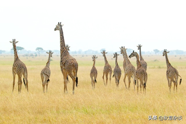 玻利维亚乌尤尼盐沼攻略,玻利维亚的乌尤尼盐沼实景