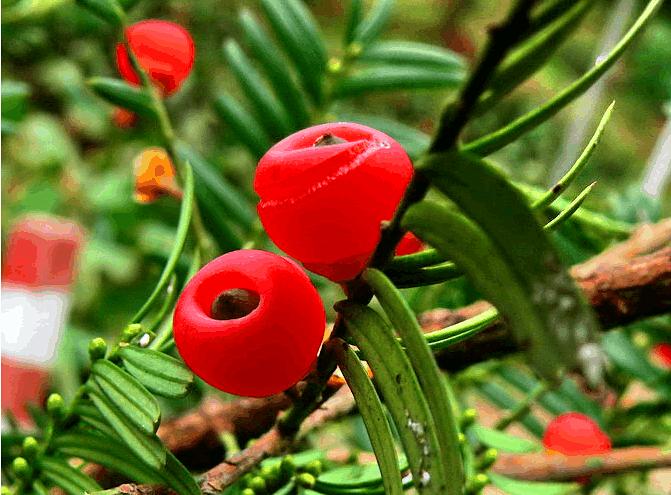 上盆红豆杉叶子发黑干枯怎么治,红豆杉叶子发黄枯萎怎么办