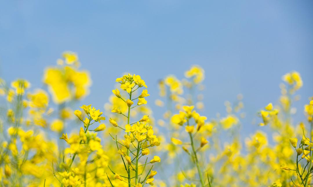 油菜花樱花桃花最受游客关注,春天必打卡的桃花樱花海棠花胜地