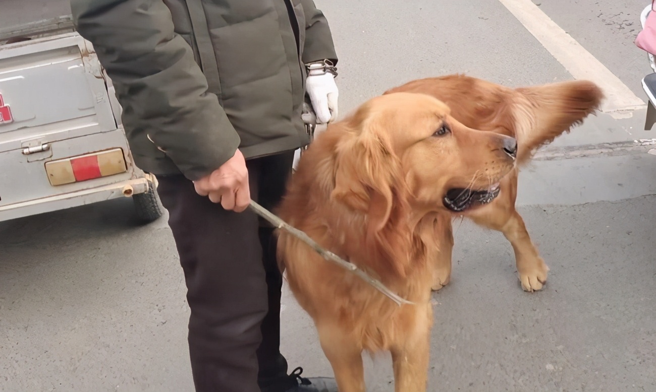 狗子把你当亲妈了会有这几个表现,狗把你当妈妈的表现