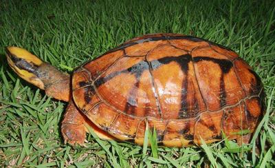 三线龟和金钱龟有什么区别,三线闭壳金钱龟