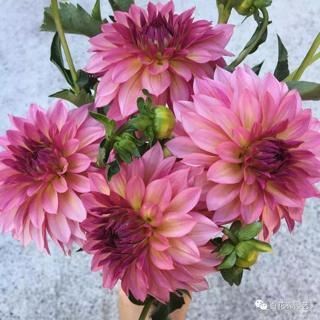 小丽花怎么养护和繁殖,小丽花四季开花吗