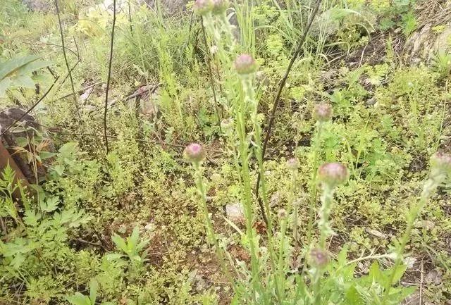 强占村集体荒地怎么处理,非法买卖村里荒地怎么处理