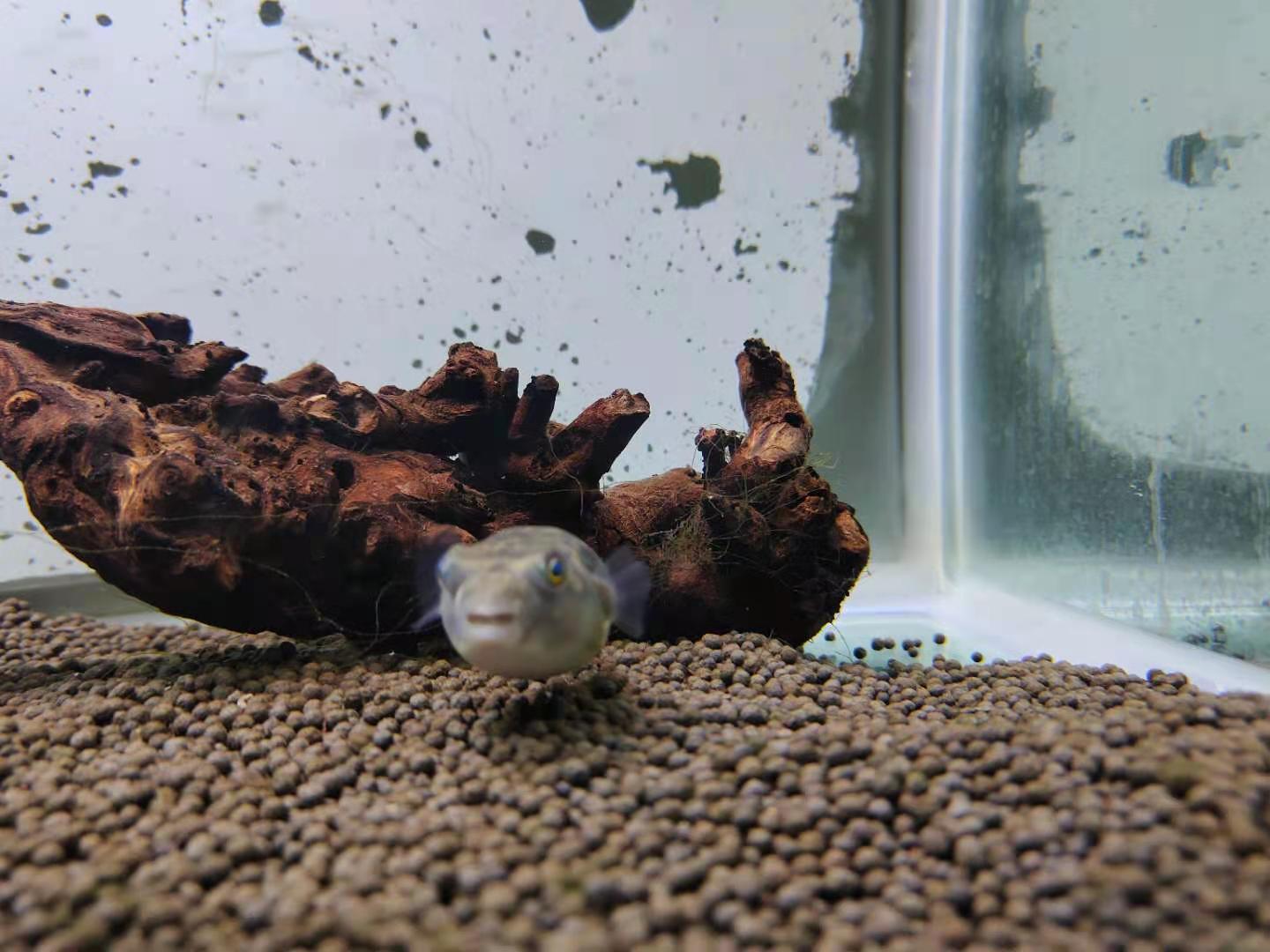 观赏鱼不采食是怎么回事,观赏鱼不食鱼料怎么样解决