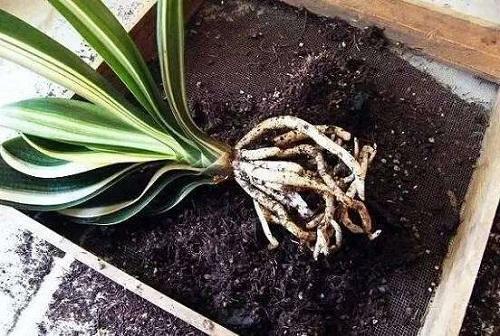 君子兰如何养护才能活得更久,如何养护君子兰不开花