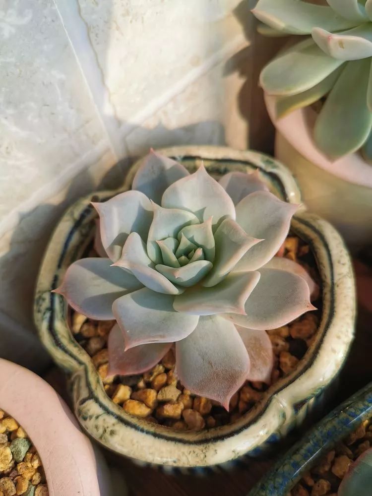 适合北方阳台党养的多肉,适合养在北阳台的多肉