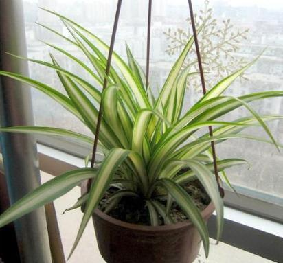 养吊兰的妙招用什么肥料,吊兰如何养才能分枝多