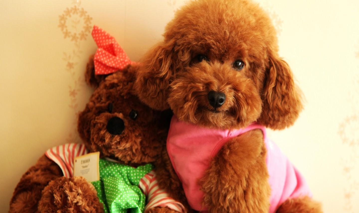 为什么泰迪很讨厌,为什么有些人讨厌泰迪