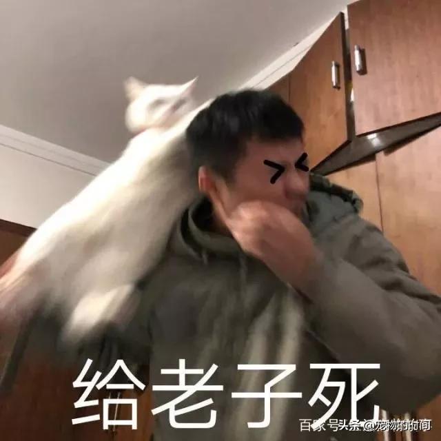 为什么有的猫会攻击主人,为什么宠物猫喜欢攻击小孩
