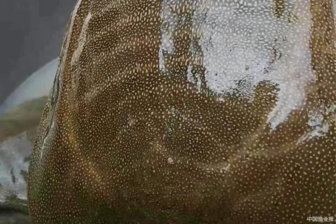 水泥池甲鱼冬眠,甲鱼冬天冬眠吗