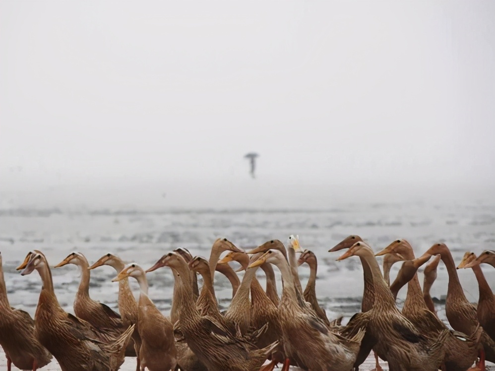 海鸭蛋为什么里面有油,海鸭蛋有造假的吗