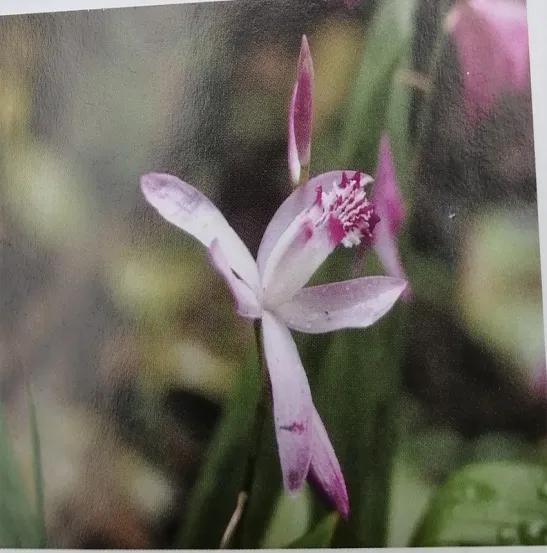 止血收敛的药有哪些,收敛止血中成药有哪些