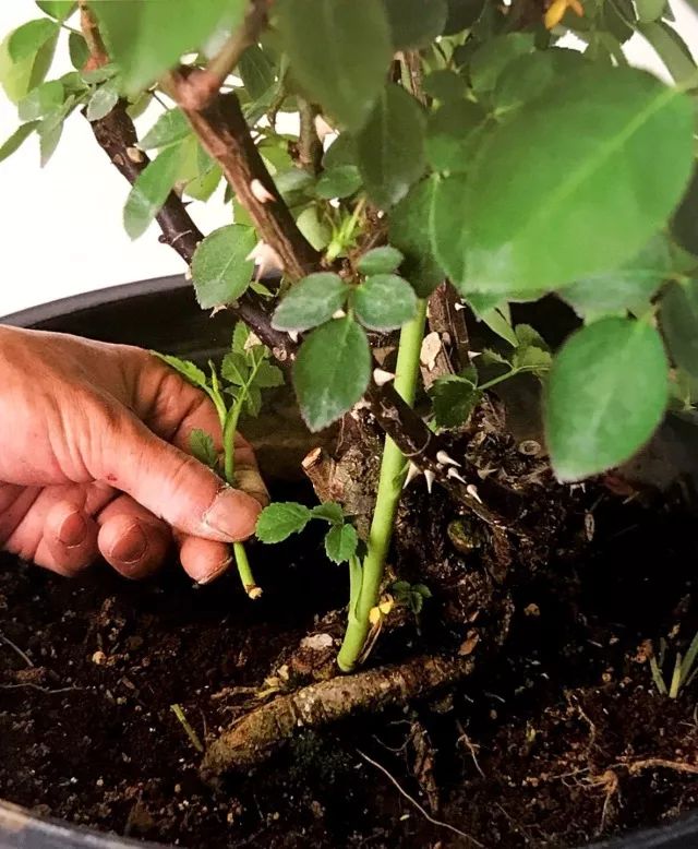 玫瑰爆芽初期怎么爆更多芽,玫瑰爆根的方法